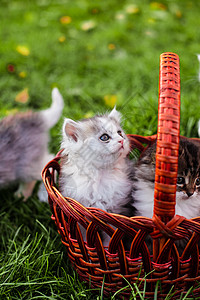 户外草地上篮子里的小猫图片