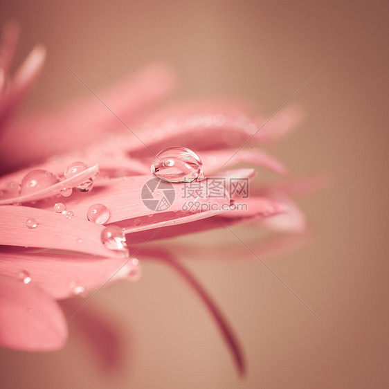 水滴粉红色的花上,很近图片