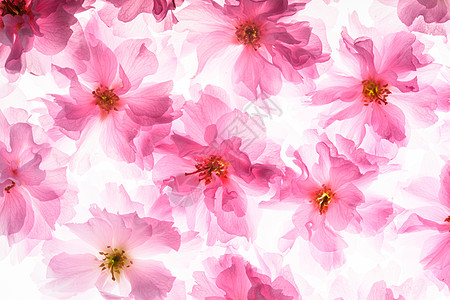 樱花的粉红色花朵就像背景样中村模式图片