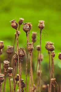 花园里面的植物干了图片