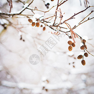 冬天桦树枝雪下的背景图片
