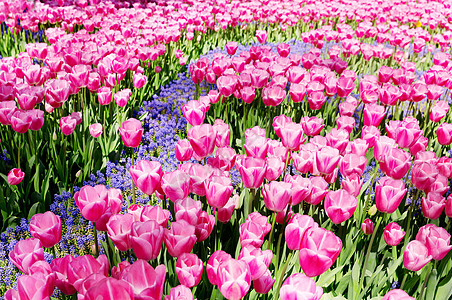 公园里的粉红色郁金香花图片