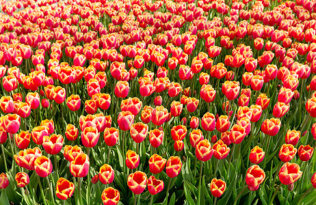 公园里的红色郁金香花图片