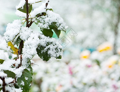 花园里树叶上的场雪图片