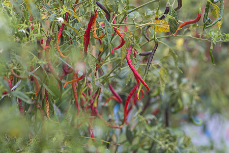 新鲜的红色辣椒生长菜园子里图片