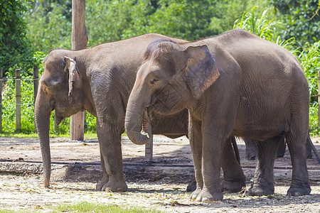 印度大象,马拉西亚xa图片