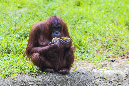 苏门答腊的猩猩,印度尼西亚图片