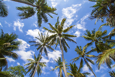 蓝色天空背景热带岛屿上美丽的棕榈树背景