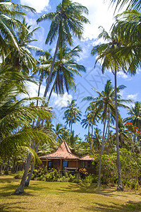 热带岛屿上美丽的棕榈树图片