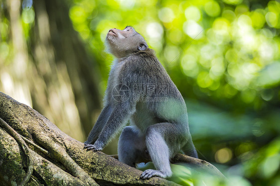 猴子神的猴子森林,乌布,巴厘岛,印度尼西亚图片