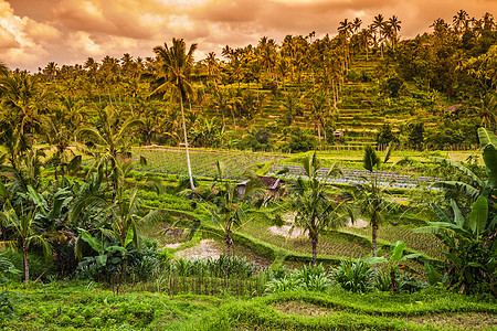 美丽的稻田日落时巴厘岛印度尼西亚图片