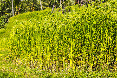 稻田,巴厘岛,印度尼西亚图片