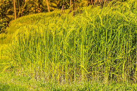 稻田,巴厘岛,印度尼西亚图片