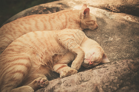 两只猫睡外的岩石上图片