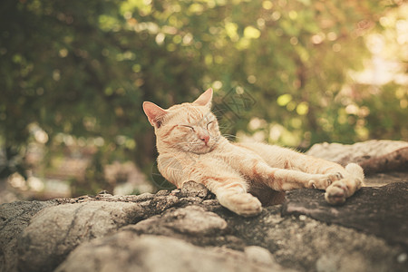 一只猫正外的岩石上睡觉图片