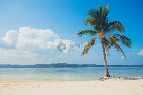 一棵美丽的热带海滩上白沙的棕榈树图片