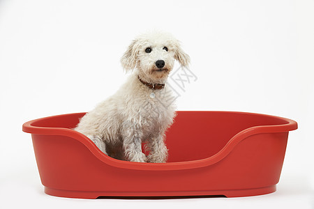 摄影棚拍摄的白色宠物潜伏者坐红色的狗床上图片