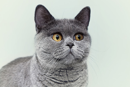 美丽的轻短发英国灰猫的肖像,眼睛浅色的背景上高清图片