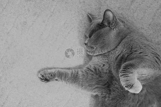 灰色的英国猫躺地板上图片