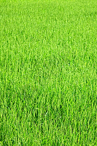 青稻植物的质地紧密图片