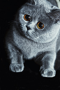 灰色英国猫的肖像特写图片