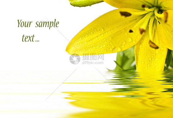 黄百合花的祝贺卡图片