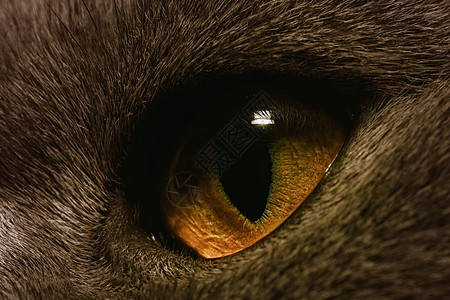 黄猫的眼睛极端观图片