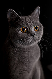 深黄色眼睛的猫鼻子图片