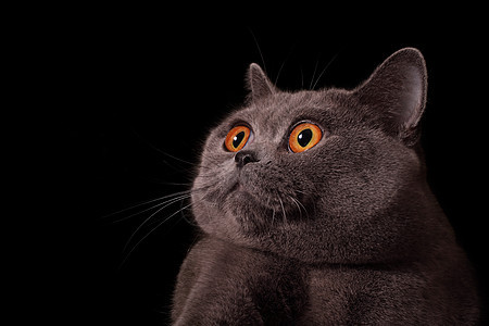 灰色英国猫的鼻子,黑色背景上眼睛图片