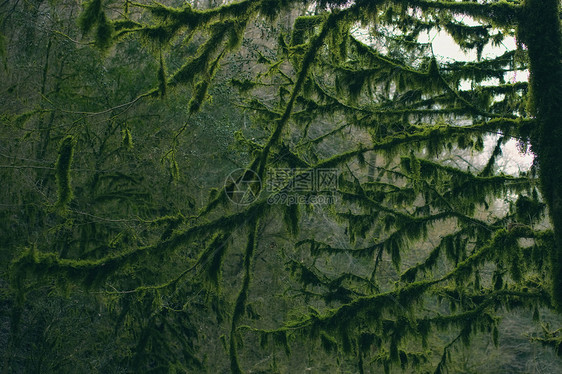 森林中树木的枝条覆盖着苔藓的特写图片
