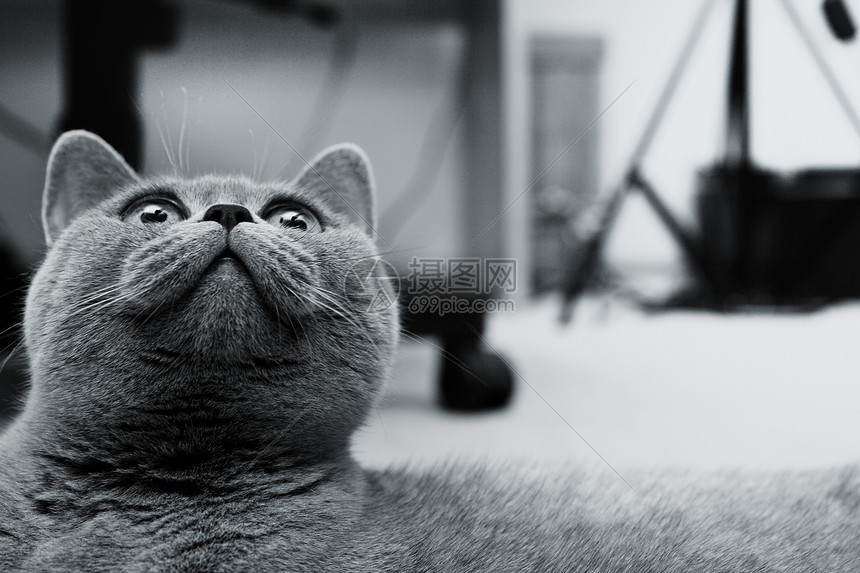 躺地板上的只轻的英国猫的肖像图片
