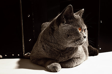 灰色的英国猫躺手提箱特写附近图片