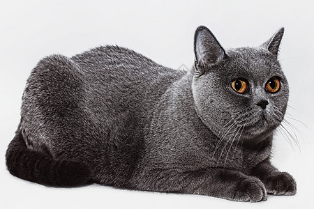 美丽的轻短发英国灰猫的肖像,眼睛浅色的背景上图片