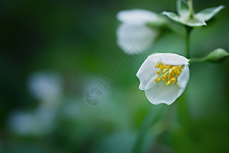 花瓣和树叶白色茉莉花绿色叶子的背景上背景