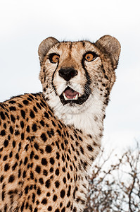 纳米比亚农舍草坪上只驯服的猎豹图片