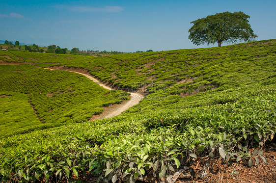 种茶园里的山上的独行树,完全被茶园包围图片