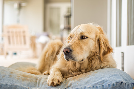 金毛猎犬玩了很多次后躺她的枕头上图片