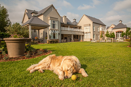 金毛猎犬家里,放松地躺她住的大豪宅的美丽的大花园里图片