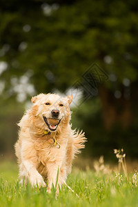 金毛猎犬她家附近的农田里打网球,穿过矮矮的草地图片