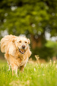 雌金毛猎犬绿草地上向观众奔跑,嘴里衔着个网球图片