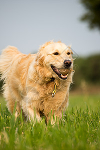 金色的猎犬田野的绿草地上奔跑,嘴里衔着个网球图片