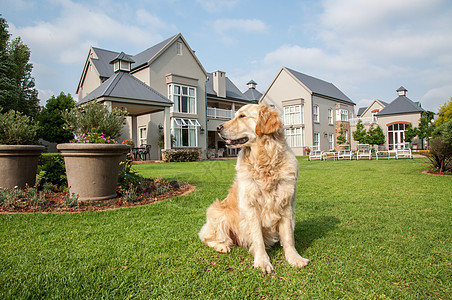 金毛猎犬家里,坐她住的大豪宅的美丽的大花园里图片