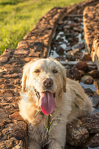 只雌金色猎犬水槽里休息,舌头伸出图片