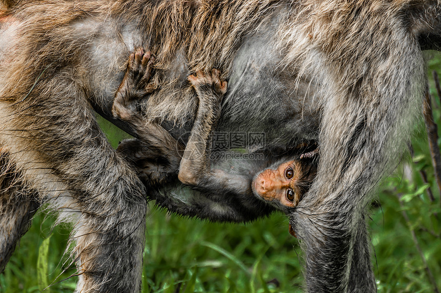 个小婴儿狒狒骑它的母亲的肚子下,紧紧地抱着手臂腿