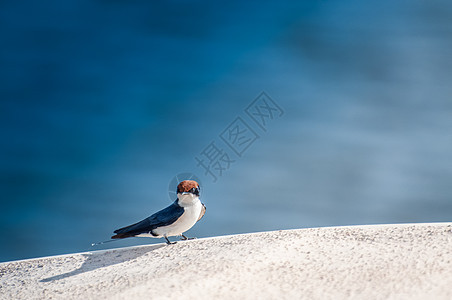 只小小的线尾巴燕子坐艘白色璃纤维河船的边缘上,河水的蓝色水鸟的后出来图片