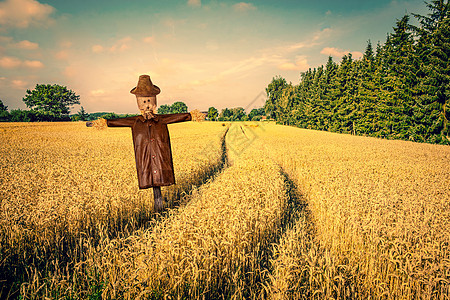 稻草人个着金色田野的乡村景观中图片