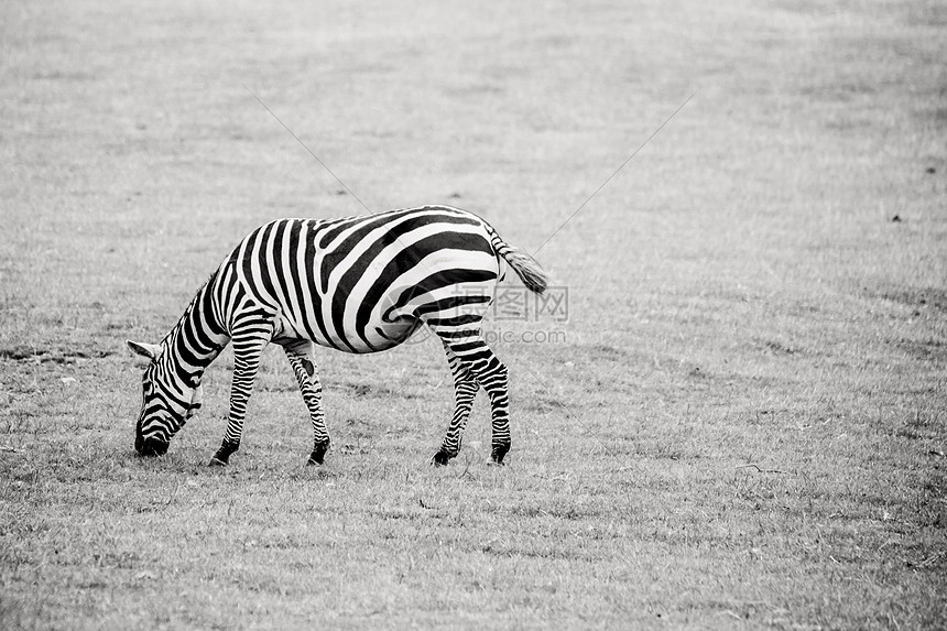 高清画质完整覆盖每一场精彩对决免费畅看不容错过的足球经典瞬间