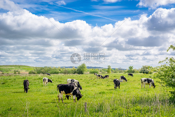 夏天绿草上的奶牛图片