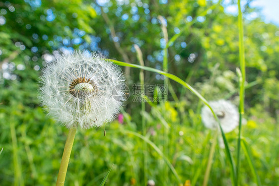 绿色草地上的白色蒲公英花图片