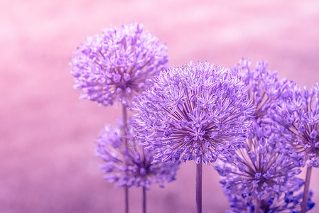 朵粉红色的花的特写图片